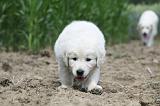 GOLDEN RETRIEVER 636